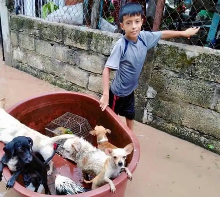 Menino de 10 anos salva animais de inundação com baldes de plástico Menino de 10 anos salva animais de inundação com baldes de plástico