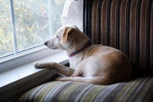 Cachorros devem participar do isolamento social?