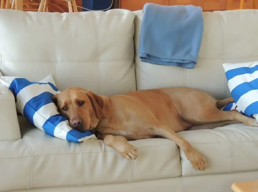 Cachorro deitado no sofá com cinomose