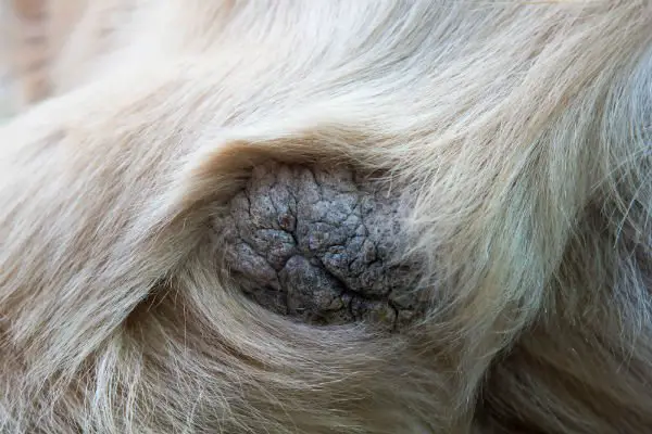 Hiperqueratose - Calos nos cotovelos dos cachorros: como prevenir e tratar