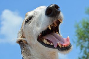 Cachorro sorrindo