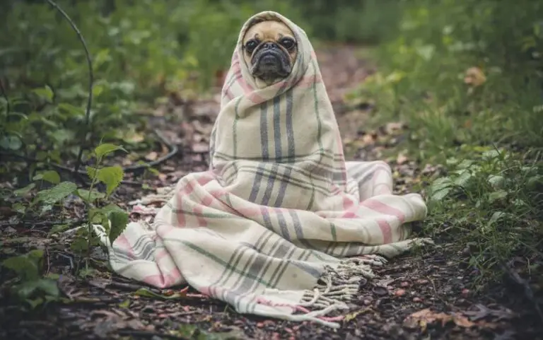 Parvovirose Canina – Causas, Sintomas e Tratamento Parvovirose Canina – Causas, Sintomas e Tratamento