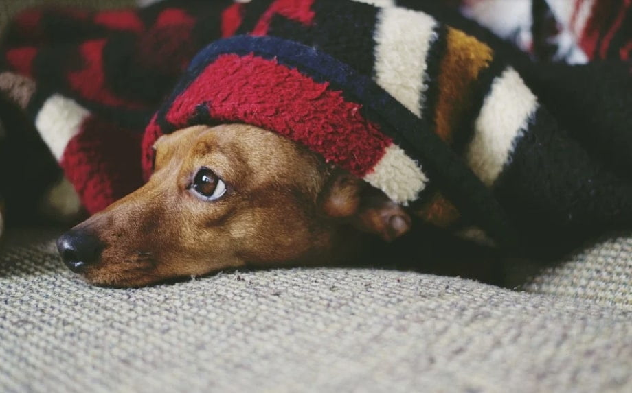 Parvovirose Canina - Causas, Sintomas e Tratamento