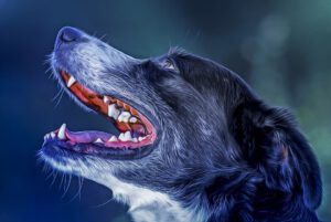 Tártaro em cachorros: como prevenir e tratar