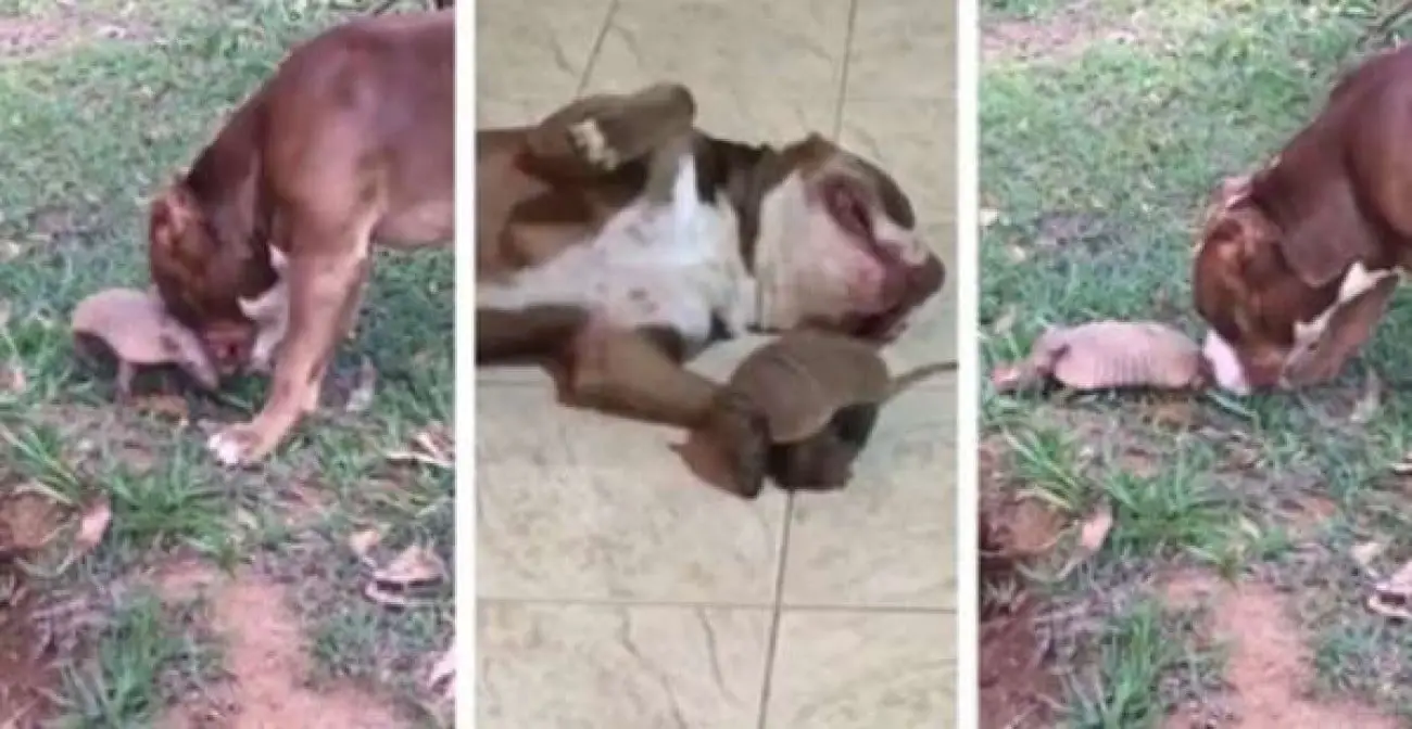 Um pitbull e um tatu: melhores amigos Um pitbull e um tatu: melhores amigos