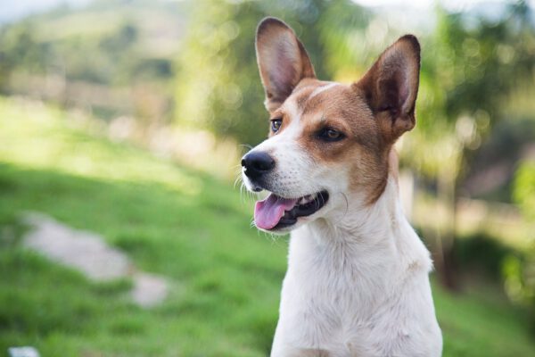 Adoção de cachorros - Por que é tão importante?