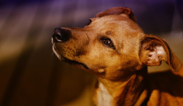 Adoção de cachorros - Por que é tão importante?