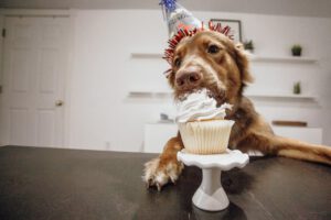 Cachorro podem comer doces