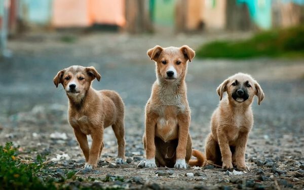 Cachorros também passam pela adolescência