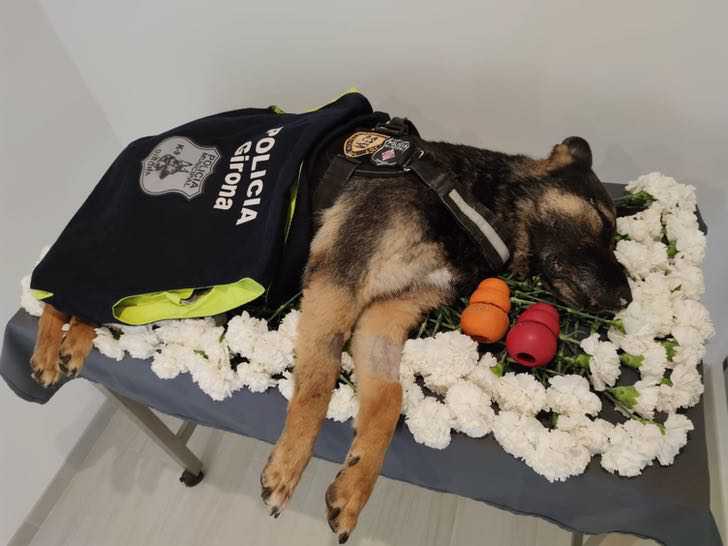 Cão policial tem funeral emocionante com seus brinquedos