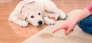 Como tirar o cheiro de urina de cachorro da casa