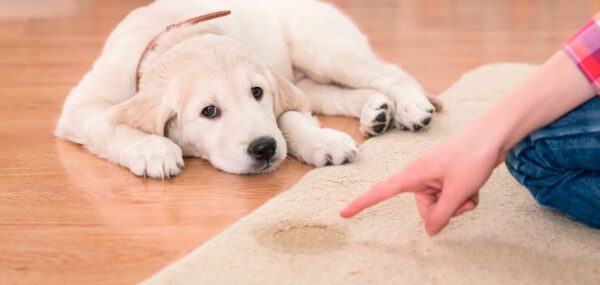 Como tirar o cheiro de urina de cachorro da casa