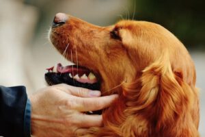 Encontrando o cachorro certo para você e sua familia