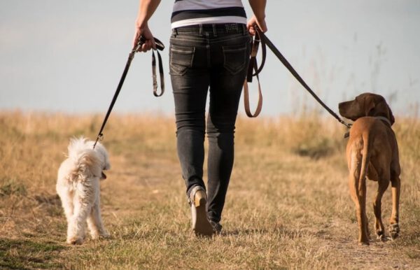 Encontrando o cachorro certo para você e sua familia