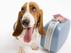 Hotel para cachorro – Como escolher o melhor?