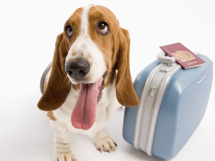 Hotel para cachorro – 5 dicas de como escolher o melhor? – [Blog GigaOutlet]