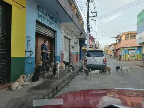 Médico alimenta cachorros de rua para salvá-los da fome e do abandono