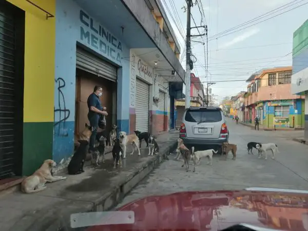 Médico alimenta cachorros de rua para salvá-los da fome e do abandono Médico alimenta cachorros de rua para salvá-los da fome e do abandono