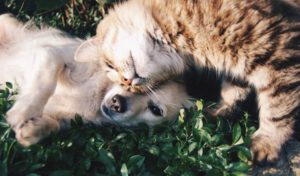 detergente e álcool em gel nos cachorros e gatos