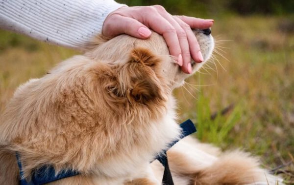 O cachorro é realmente o melhor amigo do homem?