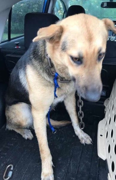 Cachorra é abandonada com corrente pesando 10 quilos, mas não desiste de lutar por sua vida Cachorra é abandonada com corrente pesando 10 quilos, mas não desiste de lutar por sua vida