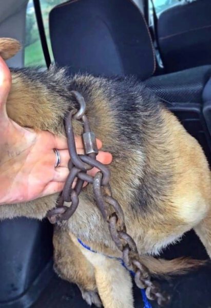 Cachorra é abandonada com corrente pesando 10 quilos, mas não desiste de lutar por sua vida Cachorra é abandonada com corrente pesando 10 quilos, mas não desiste de lutar por sua vida