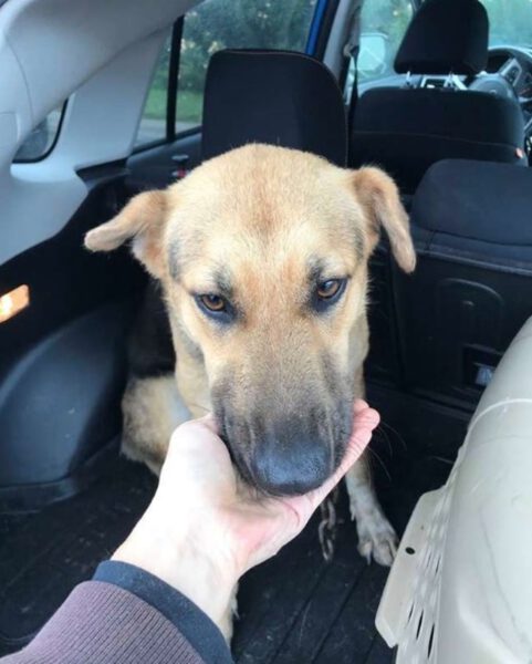 Cachorra é abandonada com corrente pesando 10 quilos, mas não desiste de lutar por sua vida Cachorra é abandonada com corrente pesando 10 quilos, mas não desiste de lutar por sua vida