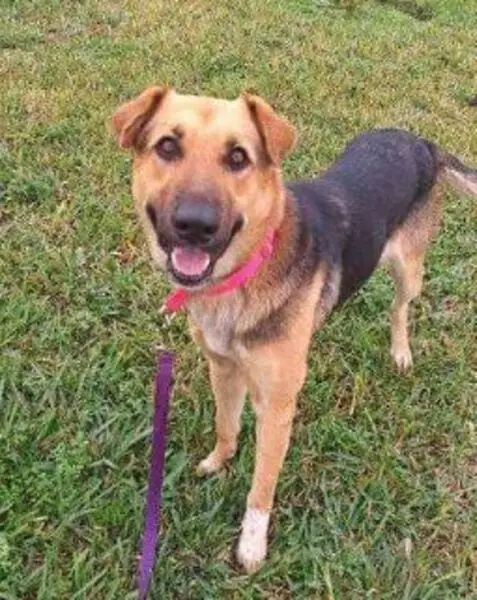Cachorra é abandonada com corrente pesando 10 quilos, mas não desiste de lutar por sua vida Cachorra é abandonada com corrente pesando 10 quilos, mas não desiste de lutar por sua vida