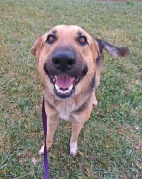 Cachorra é abandonada com corrente pesando 10 quilos, mas não desiste de lutar por sua vida Cachorra é abandonada com corrente pesando 10 quilos, mas não desiste de lutar por sua vida