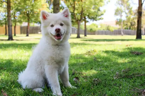 Como deixar meu cachorro feliz