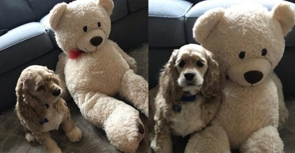 Cão se recusa a abandonar “melhor amigo” durante o banho Cão se recusa a abandonar “melhor amigo” durante o banho