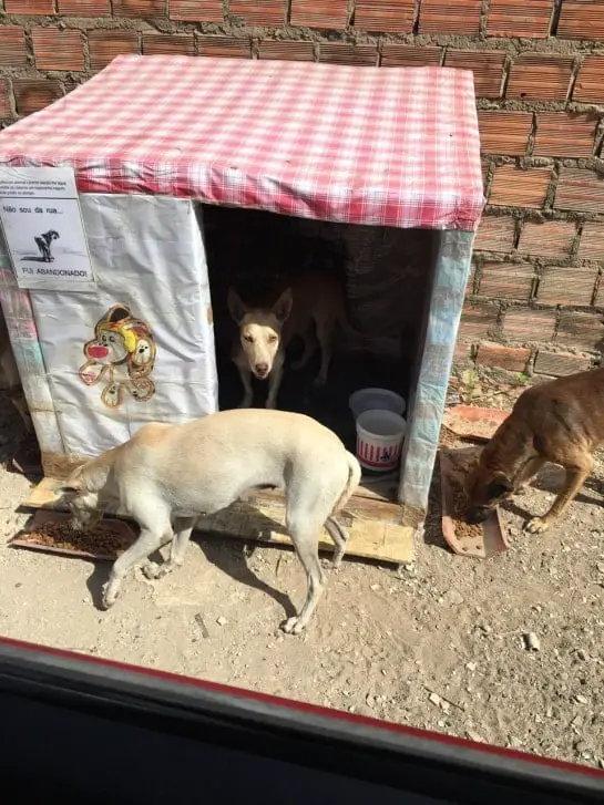 Mulher faz casinhas com caixas de leite para cães de rua Mulher faz casinhas com caixas de leite para cães de rua