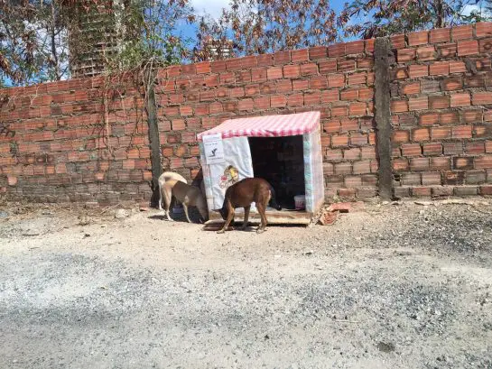 Mulher faz casinhas com caixas de leite para cães de rua