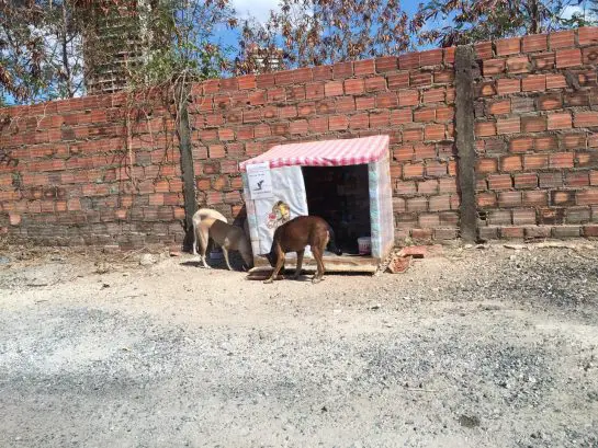 Mulher faz casinhas com caixas de leite para cães de rua Mulher faz casinhas com caixas de leite para cães de rua