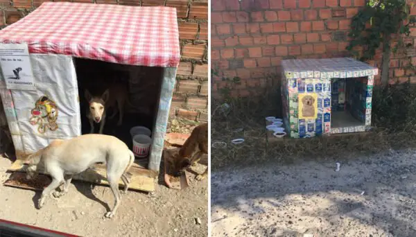 Mulher faz casinhas com caixas de leite para cães de rua Mulher faz casinhas com caixas de leite para cães de rua