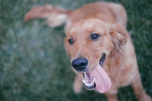 Como deixar meu cachorro feliz