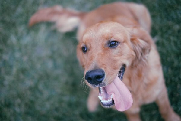 Como deixar meu cachorro feliz