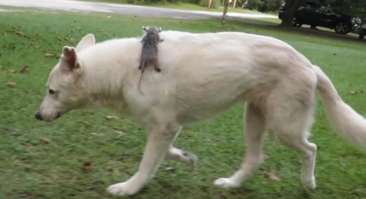Filhote gambá perde a mãe e é adotado por uma cachorra Filhote gambá perde a mãe e é adotado por uma cachorra