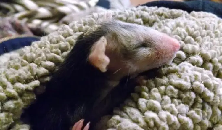 Filhote gambá perde a mãe e é adotado por uma cachorra Filhote gambá perde a mãe e é adotado por uma cachorra