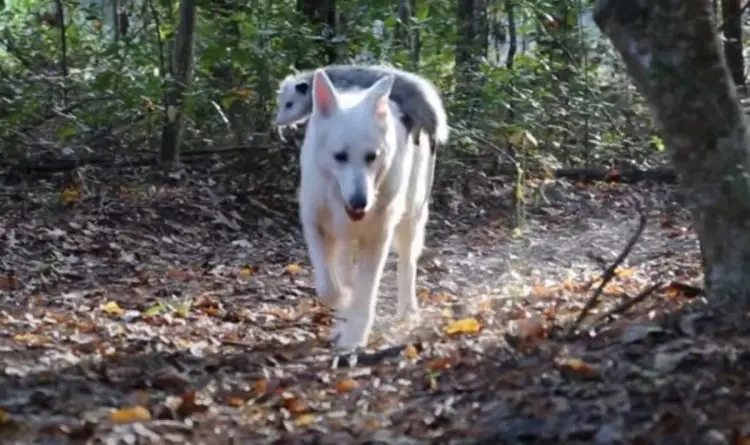 Filhote gambá perde a mãe e é adotado por uma cachorra Filhote gambá perde a mãe e é adotado por uma cachorra