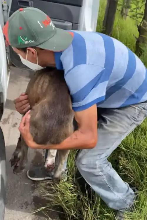 Homem para caminhão para salvar cachorro idoso que agonizava na estrada