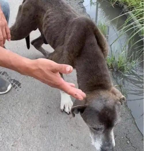 Homem para caminhão para salvar cachorro idoso que agonizava na estrada Homem para caminhão para salvar cachorro idoso que agonizava na estrada
