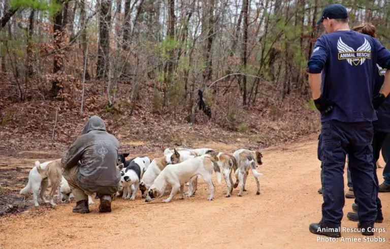 Sem-teto que cuidava de 31 cães recebe ajuda de ONG Sem-teto que cuidava de 31 cães recebe ajuda de ONG