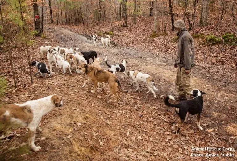 Sem-teto que cuidava de 31 cães recebe ajuda de ONG