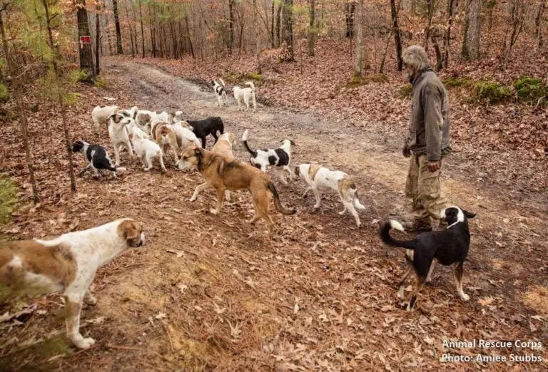 Sem-teto que cuidava de 31 cães recebe ajuda de ONG Sem-teto que cuidava de 31 cães recebe ajuda de ONG