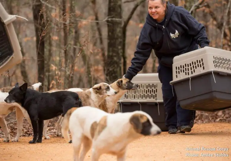 Sem-teto que cuidava de 31 cães recebe ajuda de ONG