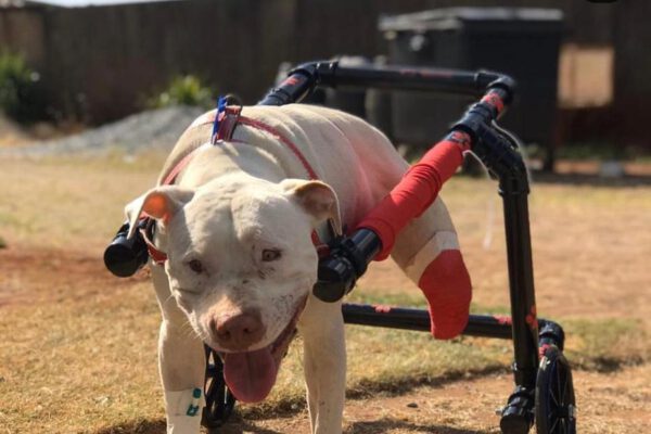 Homem que decepou as patas de sansão é demitido Sansão, o cachorro que teve as patas decepadas, ganha cadeira de rodas