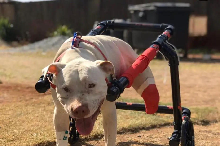 Sansão, o cachorro que teve as patas decepadas, ganha cadeira de rodas