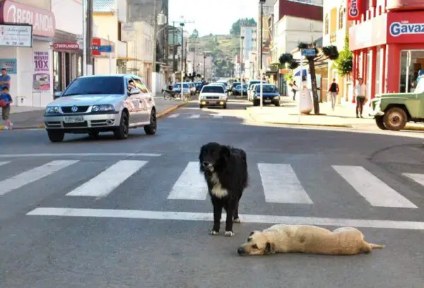 Como socorrer um cachorro atropelado Como socorrer um cachorro atropelado