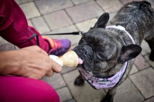 Cachorros podem tomar sorvete?